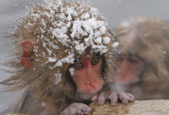担忧外来基因入侵 日本动物园杀死57只雪猴