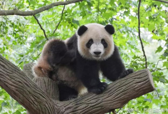 日本采访：这可能是熊猫被黑的最惨的一次吧…