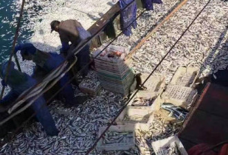 浙江渔船白捡了9000余公斤黄鱼 价值10余万