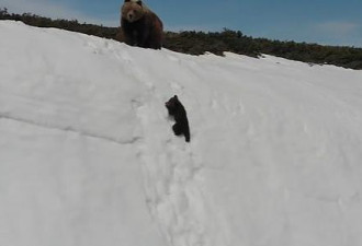 熊宝宝爬雪山的视频火了 被传了数百万次