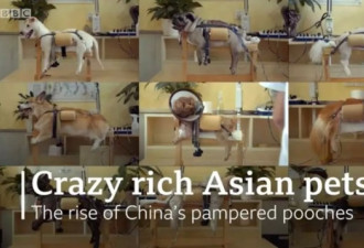 中国人的狗养尊处优,每年为一条狗花1万