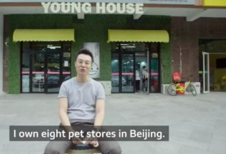 中国人的狗养尊处优,每年为一条狗花1万