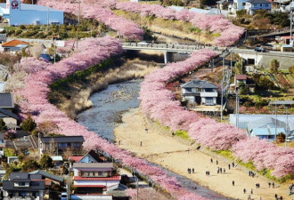 日本小镇8000棵樱花树同时开放 画面美哭了