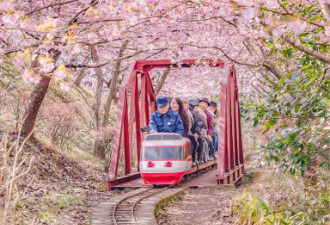 日本小镇8000棵樱花树同时开放 画面美哭了