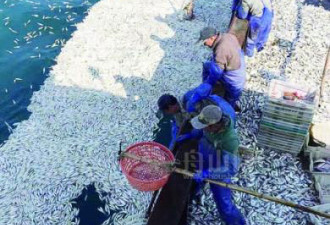 鱼群突然浮出海面 舟山渔船白捡9000余公斤鱼