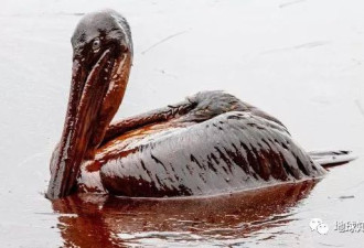 8年前美最大漏油事件英石油公司被罚了200亿