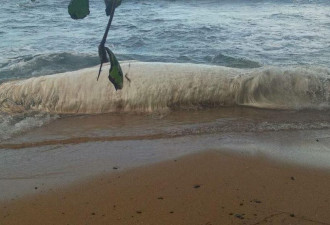 地震之后 菲律宾海滩出现不明物体