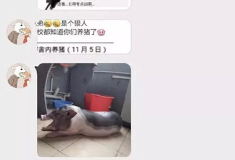 奇葩！广东大学生在宿舍养猪 被学校通报批评