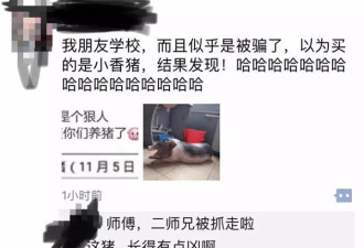 奇葩！广东大学生在宿舍养猪 被学校通报批评