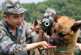 中国某连长掏枪打死一条狗 全连战士写控告信