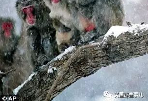 一群跑出去鬼混带回一窝混血的日本雪猴 如今
