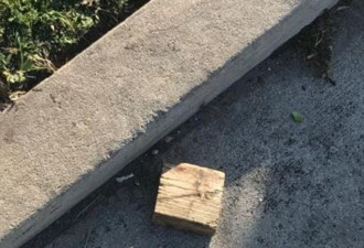 对川普车队丟木头 五个佛州中学生被逮捕