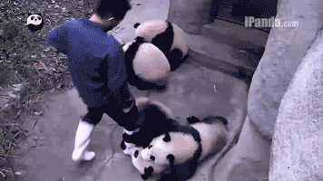 抱大腿的熊猫宝宝成亿级国际网红 各种最新黑料