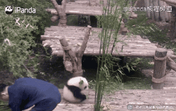 抱大腿的熊猫宝宝成亿级国际网红 各种最新黑料