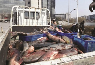 江苏高校湖中捞出一吨野生鱼 万名师生免费品尝