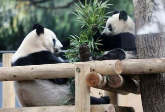 旅日大熊猫“香香”将迎独立生活