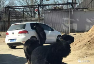 北京野生动物园又出状况 黑熊围堵开窗游客