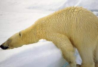饥不择食...北极熊竟开始捕食这动物