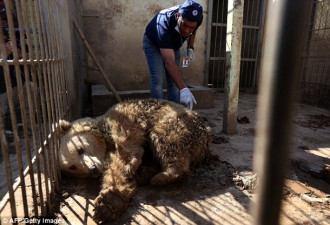 被遗弃的动物园 一狮一熊吃同伴尸体为生