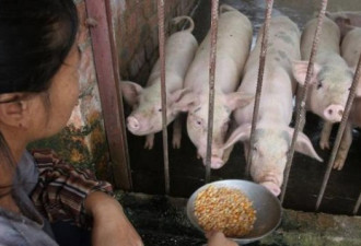 中国安徽爆发新非洲猪瘟 疫情已蔓延到14个省市