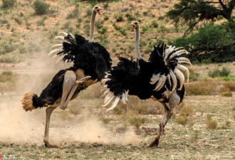 愤怒的大鸟!非洲公园上演鸵鸟“争锋时刻”