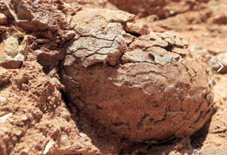 陕西村民修路挖出石疙瘩 经鉴定是恐龙蛋化石