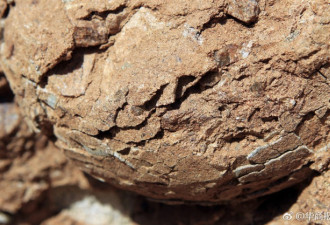 陕西村民修路挖出石疙瘩 经鉴定是恐龙蛋化石