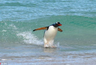 企鹅冲浪高手!巨大浪花中起伏表演乘风破浪