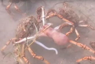 成群蜘蛛蟹攻占澳洲沙滩 几分钟内撕碎一只章鱼