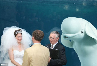 一头鲸鱼闯入婚礼现场 然后鱼和新娘都被玩坏了