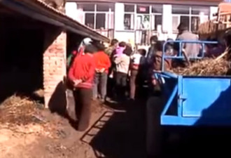 人间奇事！河北承德围场一头骡子产下一驹