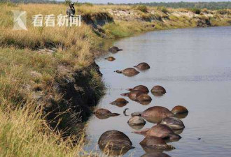 400头水牛漂尸河面，疑因躲避狮群集体溺亡！