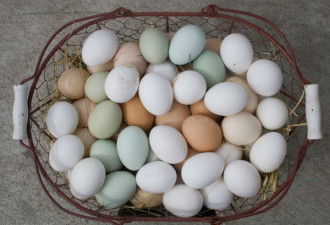 美国人吃鸡蛋也有这么多讲头 你知道吗？
