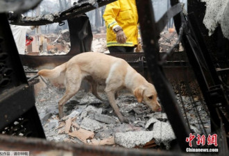 加州山火遇难人数不断上升 寻尸犬进入小镇工作