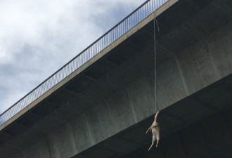 公然虐杀动物引众怒！小鹿竟被人吊死在桥上！