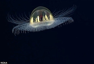 美属萨摩亚海域的神奇生物：水母如同飞碟