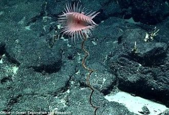 美属萨摩亚海域的神奇生物：水母如同飞碟
