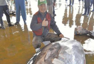 日本和歌山县捕获巨型金枪鱼 体型庞大破记录