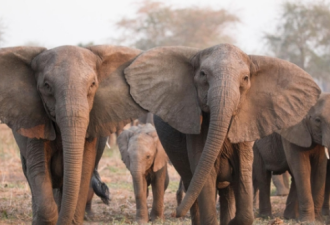 进化避祸 人类猎杀致大象出生无象牙