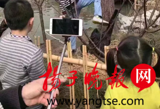 扬州瘦西湖踩天鹅蛋踹天鹅 男子已到案