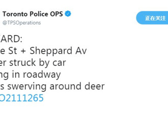 Keele/Sheppard一头鹿被汽车撞倒