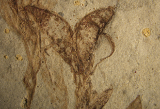 辽宁发现1.25亿年前“两性花”