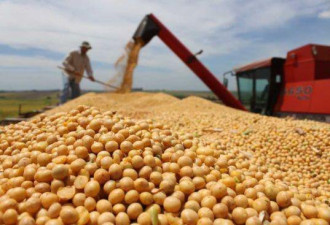 受贸易战影响，巴西今年对华大豆出口或创纪录