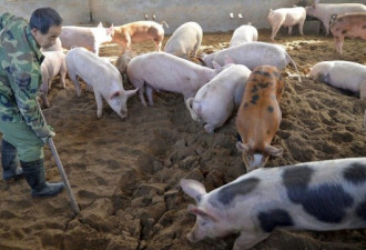 非洲猪瘟疫情蔓延至20省市，北京也失守了！