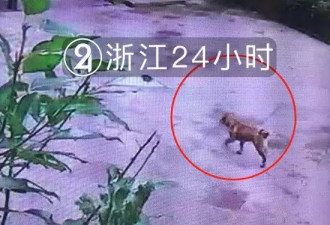 温州流浪狗咬伤73人 最小仅2岁 警方仍在搜捕