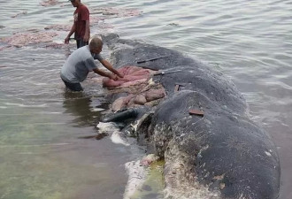 鲸鱼搁浅死亡，剖开肚子看到人类最惭愧的一面