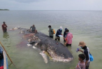 海洋悲歌 抹香鲸胃竟藏近6公斤塑胶垃圾