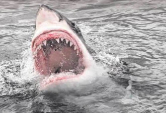 新州这个海滩最危险！鲨鱼出没多人死亡！