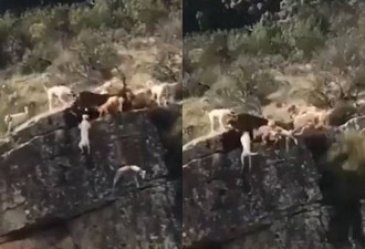 一群猎犬围攻一只鹿 12只猎犬和鹿都摔下悬崖