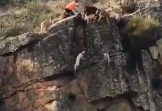 一群猎犬围攻一只鹿 12只猎犬和鹿都摔下悬崖